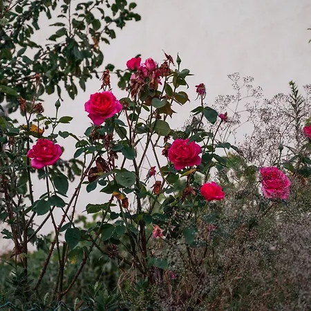 Casa Da Ferreira_vila Real Holiday home *